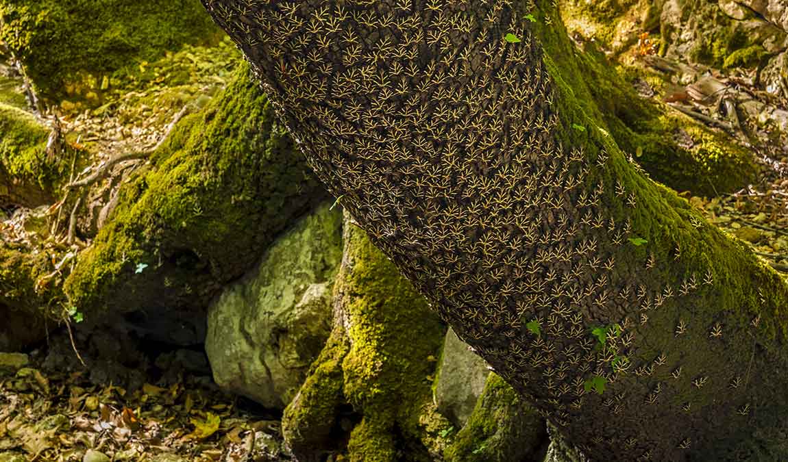 Достопримечательность Родоса Долина бабочек