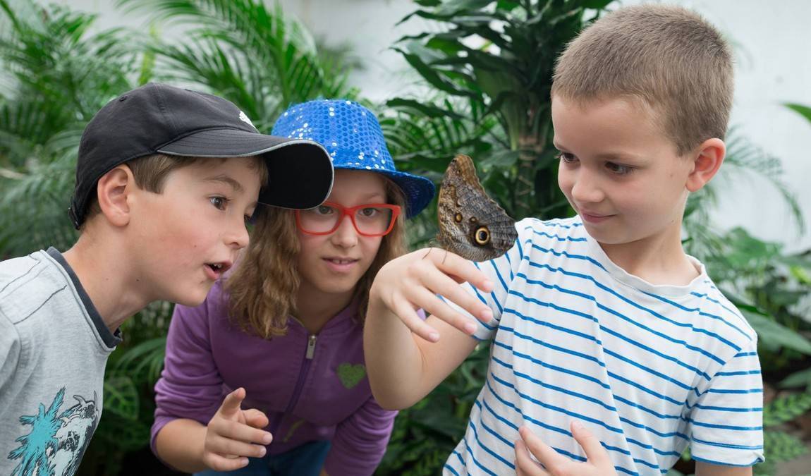 Экскурсионный отдых: Дом бабочек