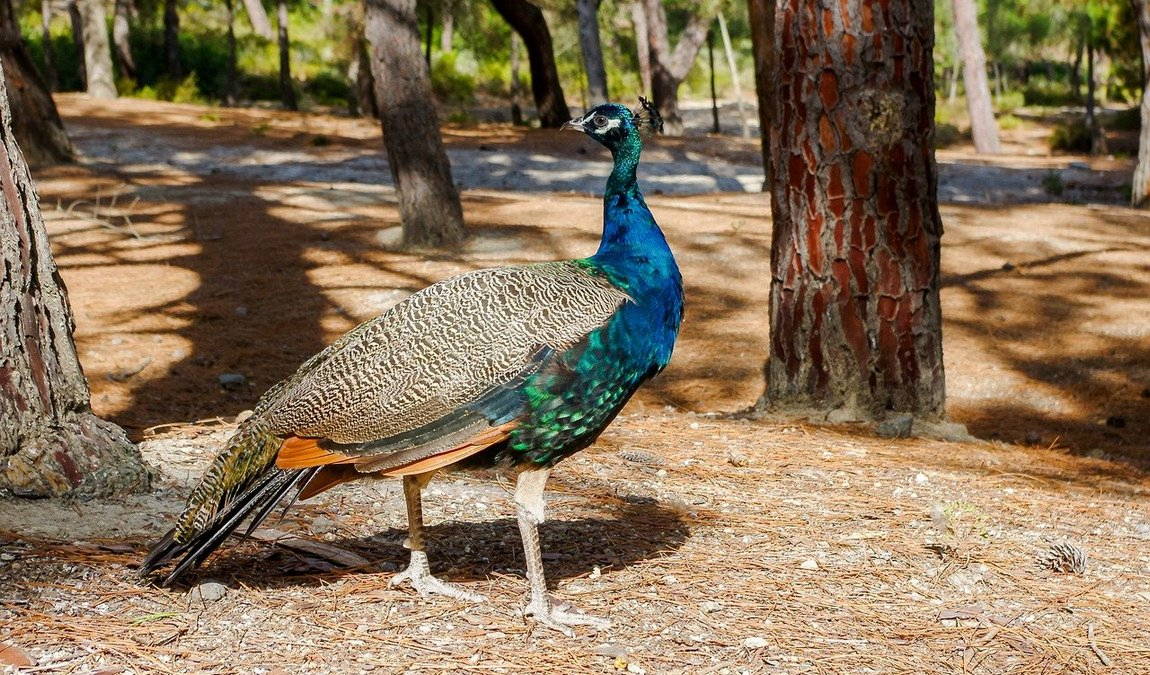 Чем заняться с детьми на Косе
