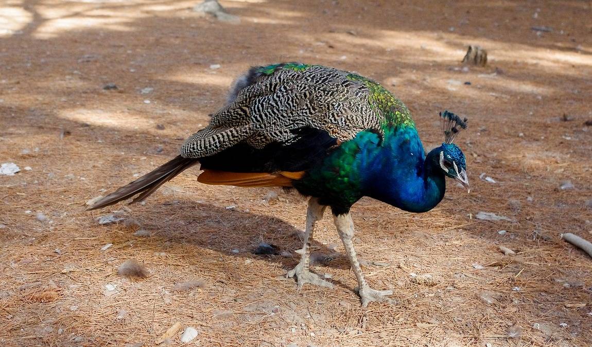 Экскурсионный отдых на Косе: павлинья роща Plaka Forest