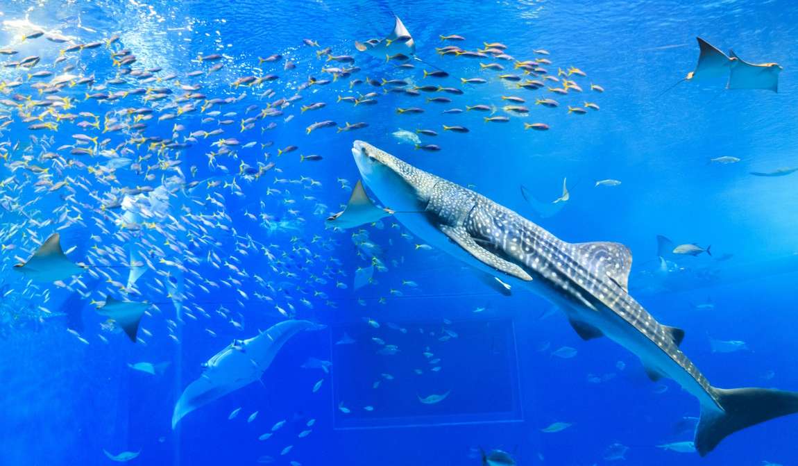 крупнейшие океанариумы мира для ваших детей фото 7