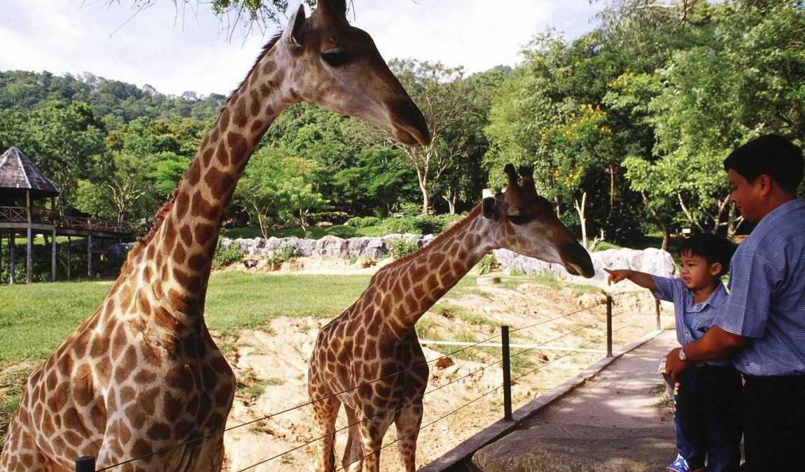 Зоопарк Кхао Кхео в Паттайе