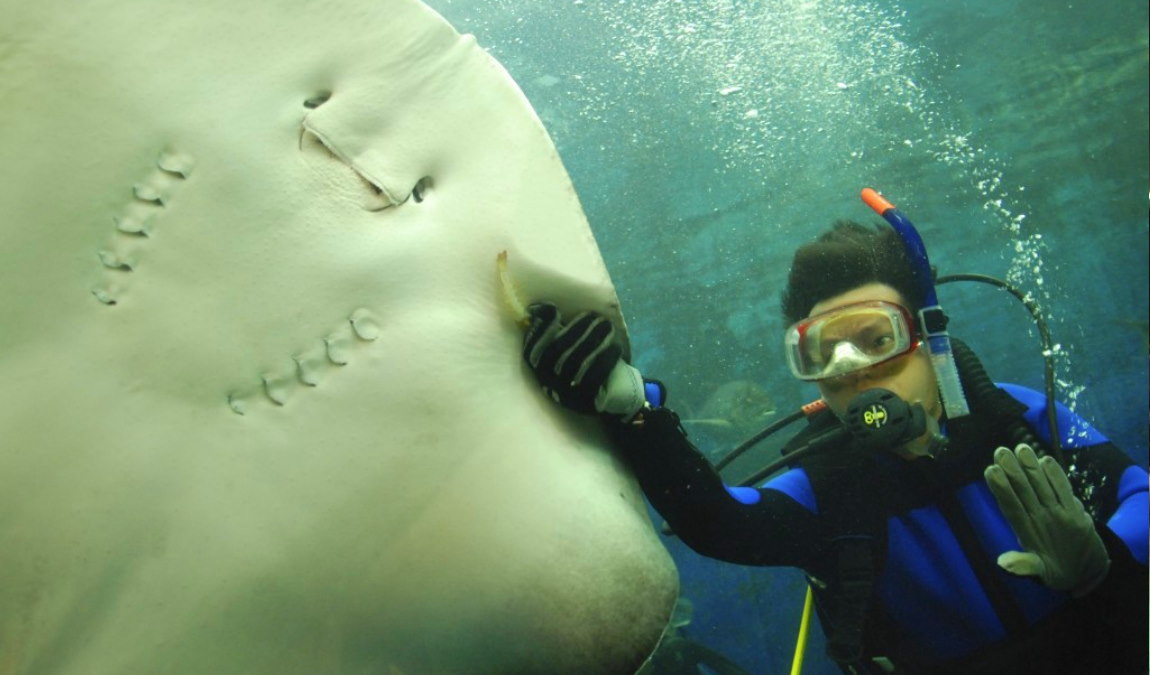 Экскурсионный отдых на Пхукете в январе: Аквариум Пхукета