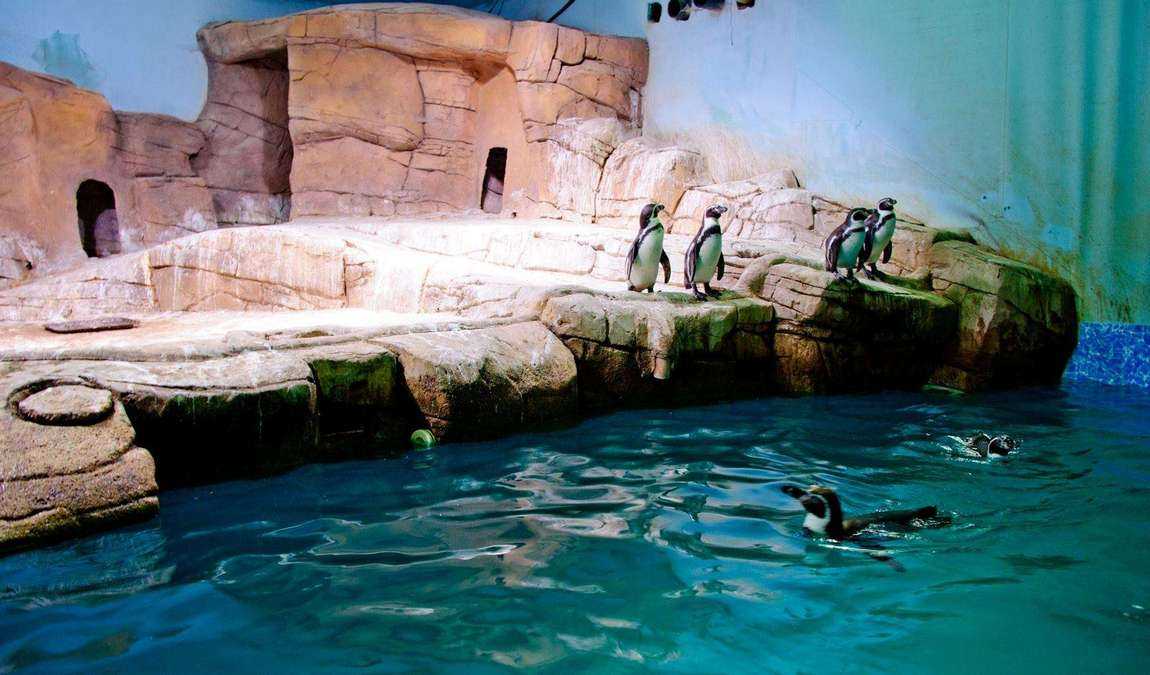 Экскурсионный отдых: океанариум в Протарасе