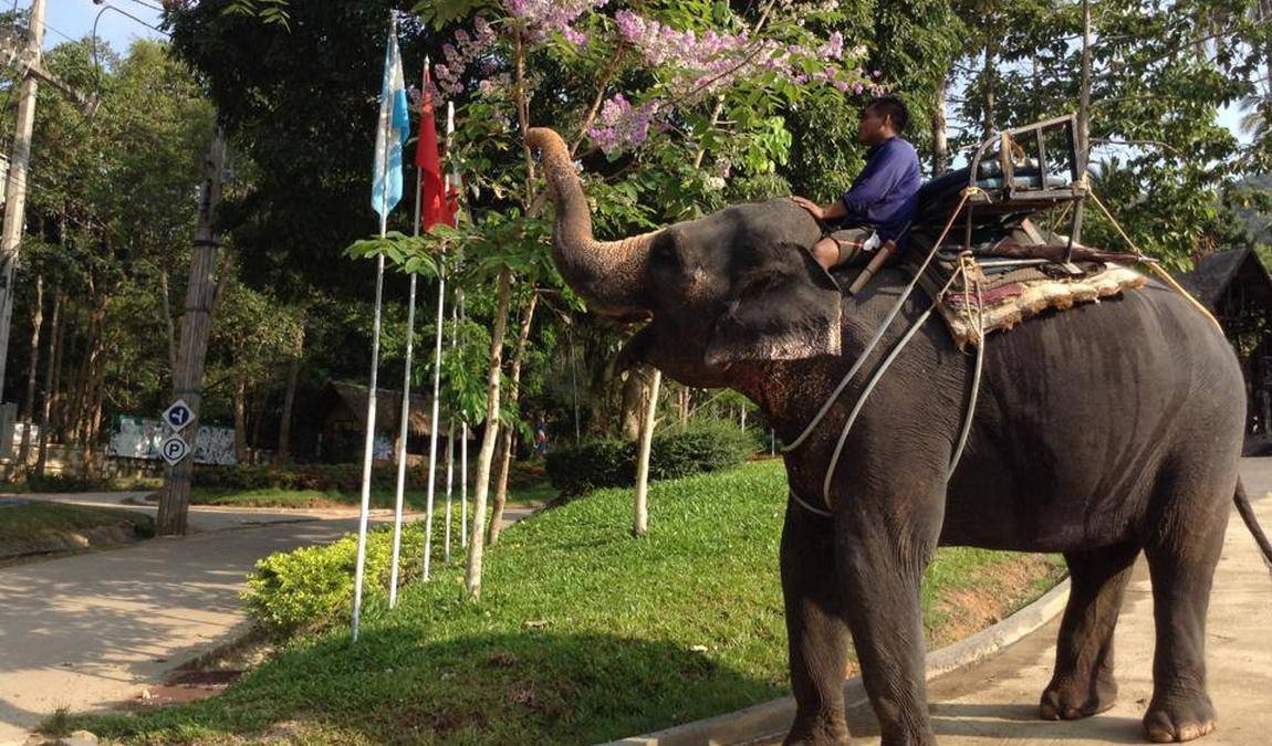 Namuang Safari Park: авторский озор Кидпассаж