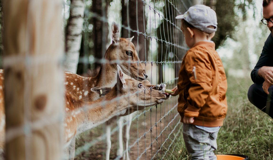 Экскурсионный отдых в Шардже: Центр дикой природы