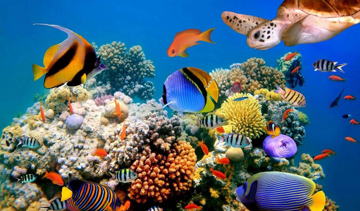 Экскурсионный отдых: Подводные сады в бухте Наама-Бэй Шарм-эль-Шейх