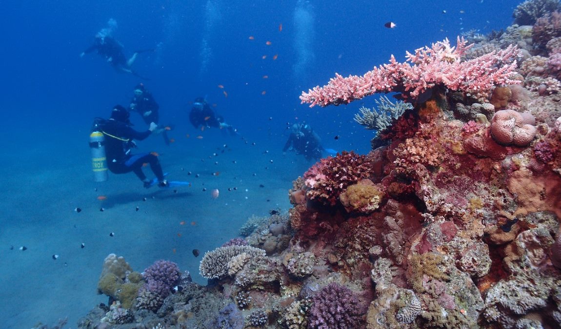 Экскурсионный отдых: дайвинг в национальном парке Рас Абу-Галум в Шарм-эль-Шейхе в мае