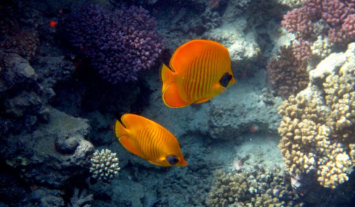 шарм-эль-шейх в июле: жарко, еще жарче фото 2