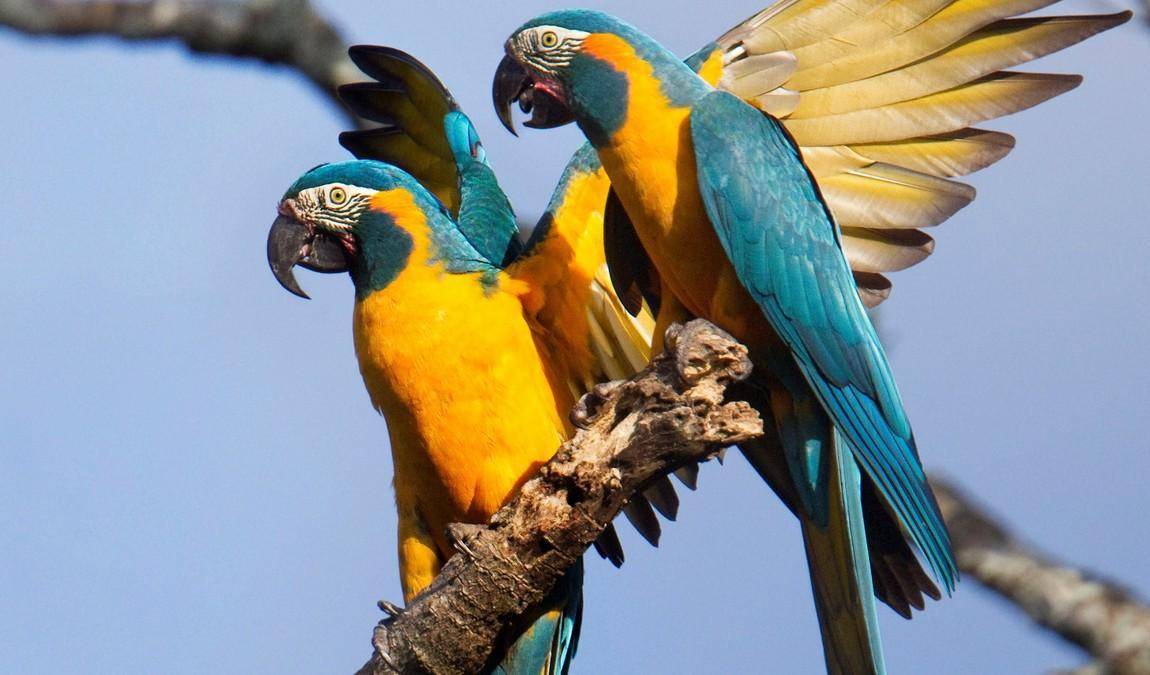 Экскурсионный отдых на Тенерифе: Лоро парк