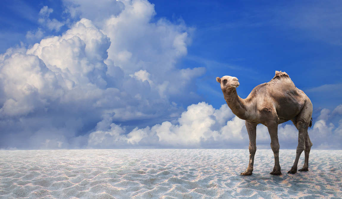 турция или египет? куда лучше поехать, когда и с детьми какого возраста фото 3