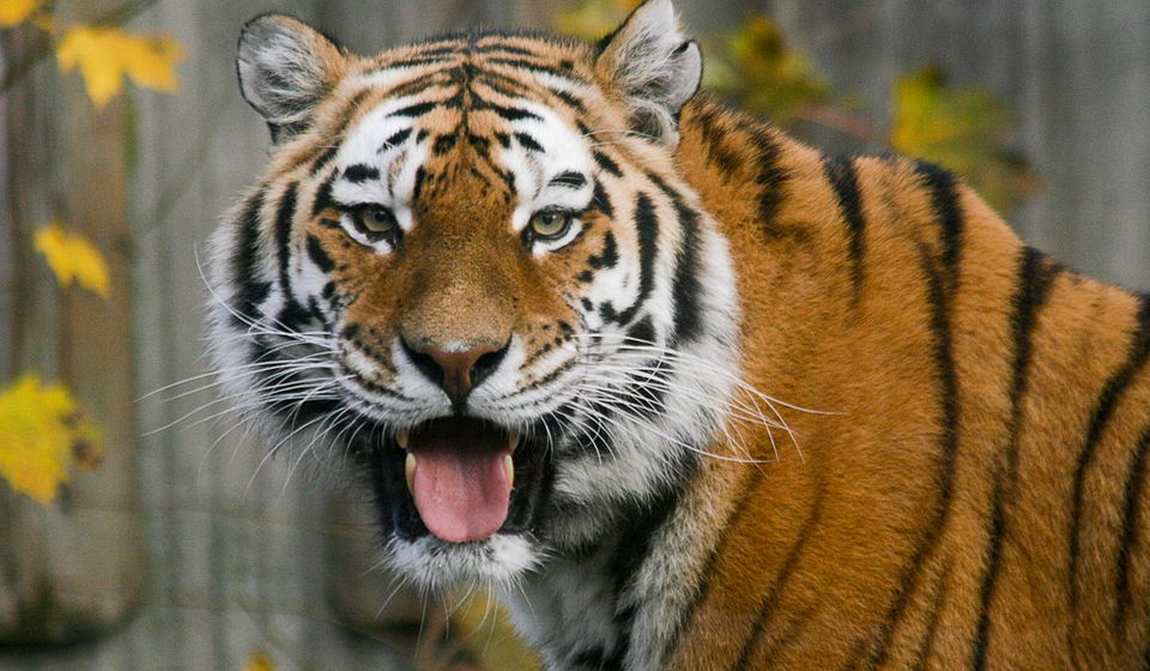 детские маршруты: хельсинки фото 5