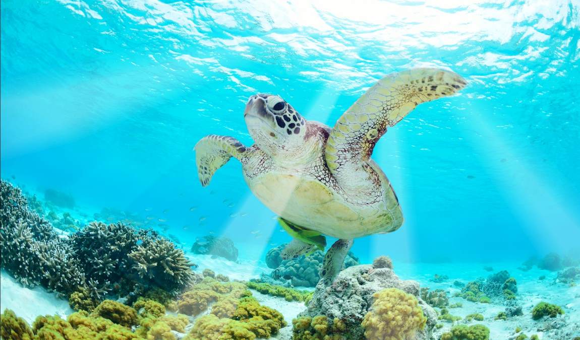 Экскурсионный отдых на Закинфе в августе: Морской заповедник