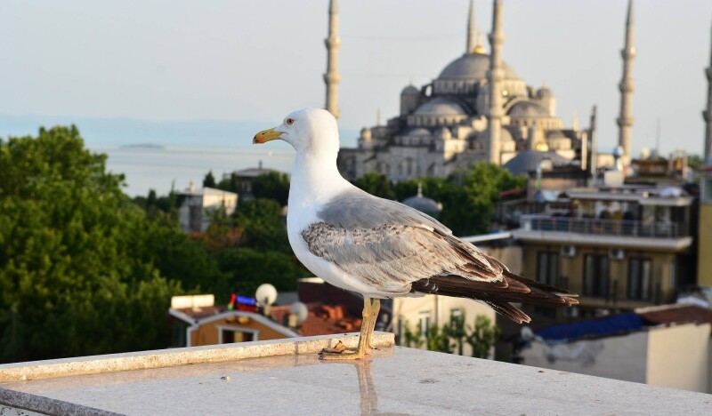 Стамбул в апреле: пробуждение турецкого мегаполиса