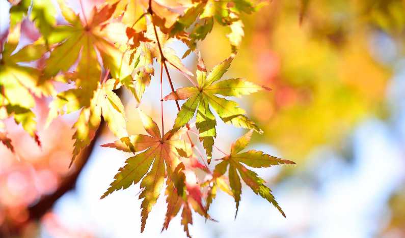 Вена в октябре: осенняя прохлада венского вальса