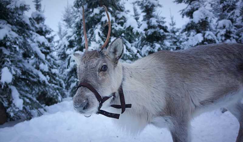 Вуокатти фото 3