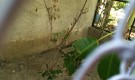 Ужасное место, грязь и голодные животные